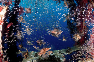 framedcanvas-print-lionfish-party-x