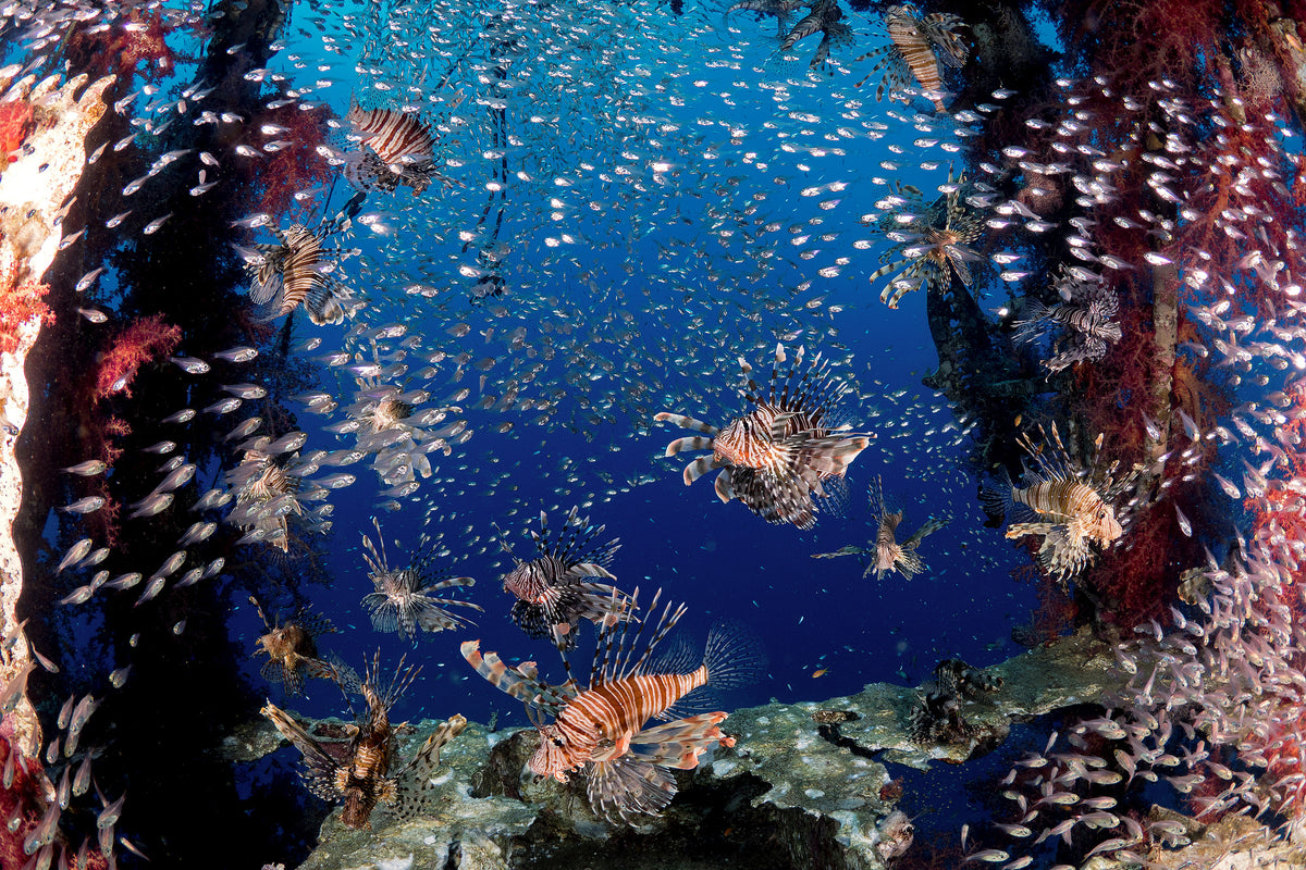 framedcanvas-print-lionfish-party-x
