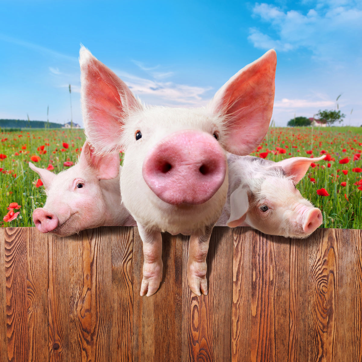 canvas-print-pig-in-luck