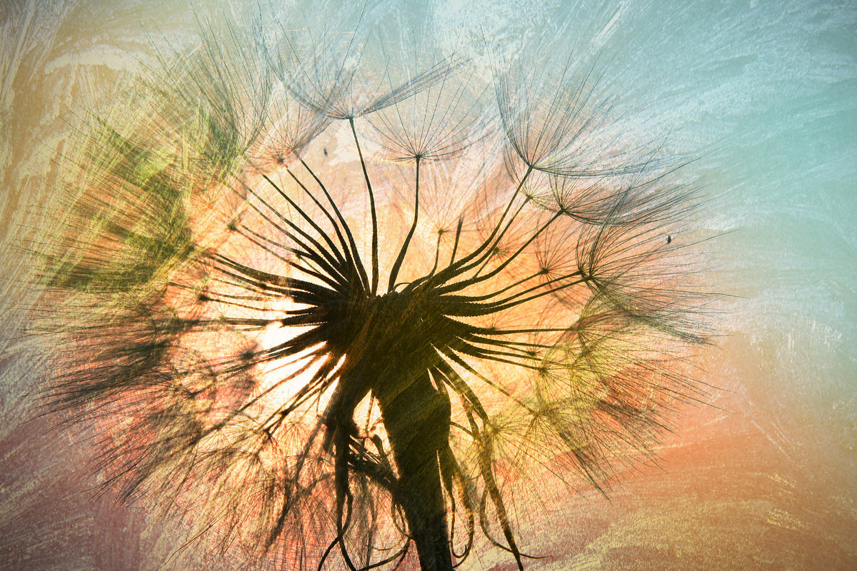 poster-print-xxl-dandelion