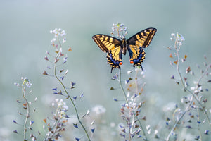 3-piece-canvas-print-swallowtail-beauty