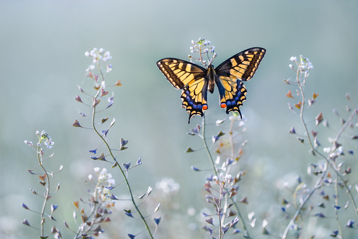 3-piece-canvas-print-swallowtail-beauty