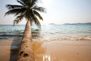 framedcanvas-print-palm
