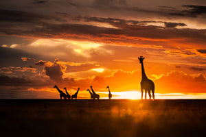 framedposter-print-end-of-the-day-x