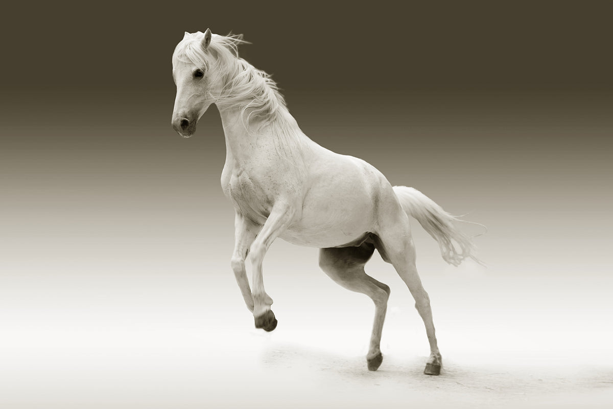 framedcanvas-print-the-proud-mare