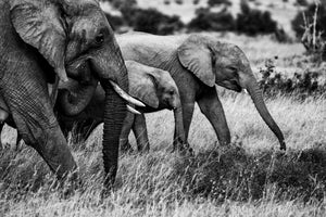 canvas-print-elephant-family-x
