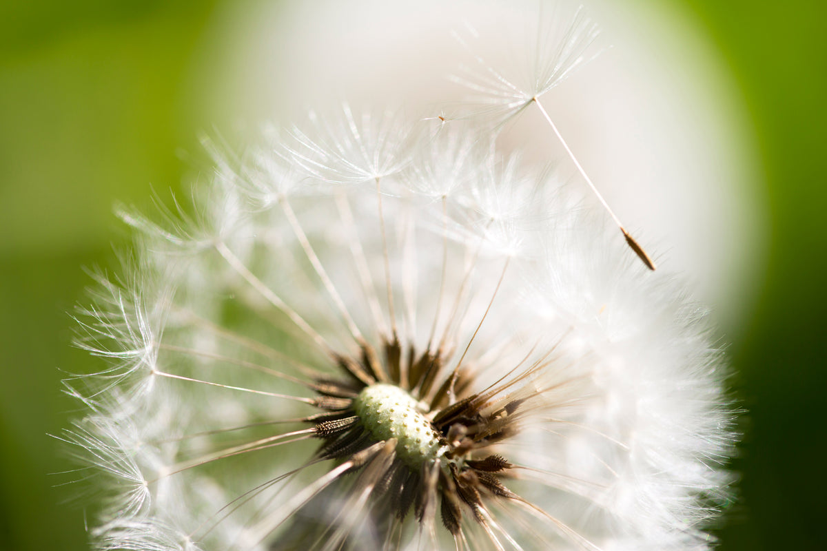 modern-3-piece-acrylic-print-blowball-dandelion