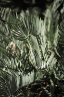 aluminium-print-fronds-of-light