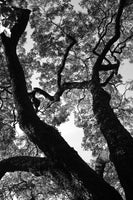 acrylic-print-silent-canopy