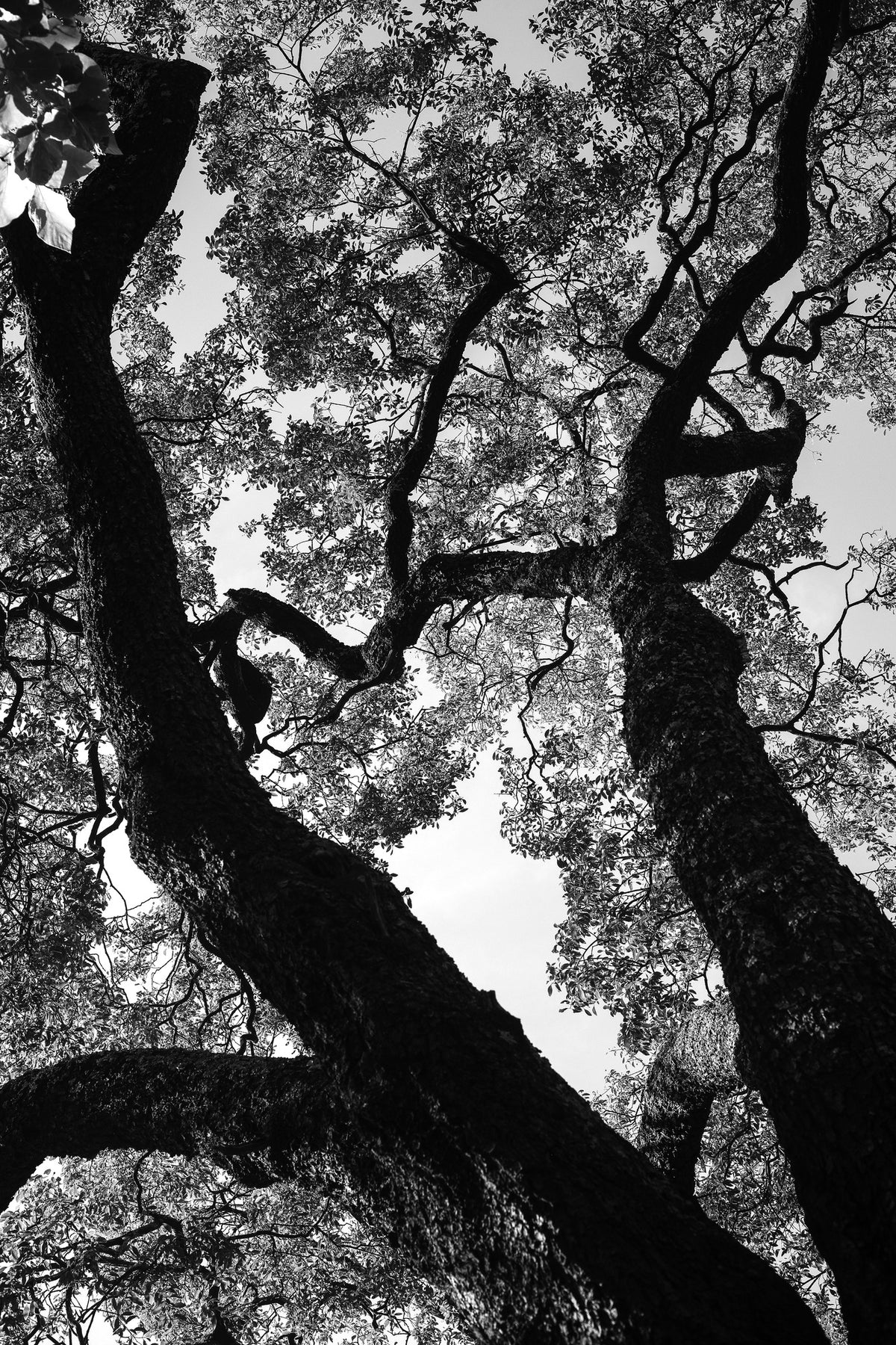 acrylic-print-silent-canopy