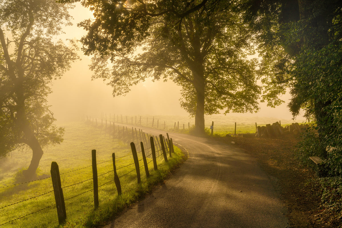 3-piece-aluminium-print-morning-walk