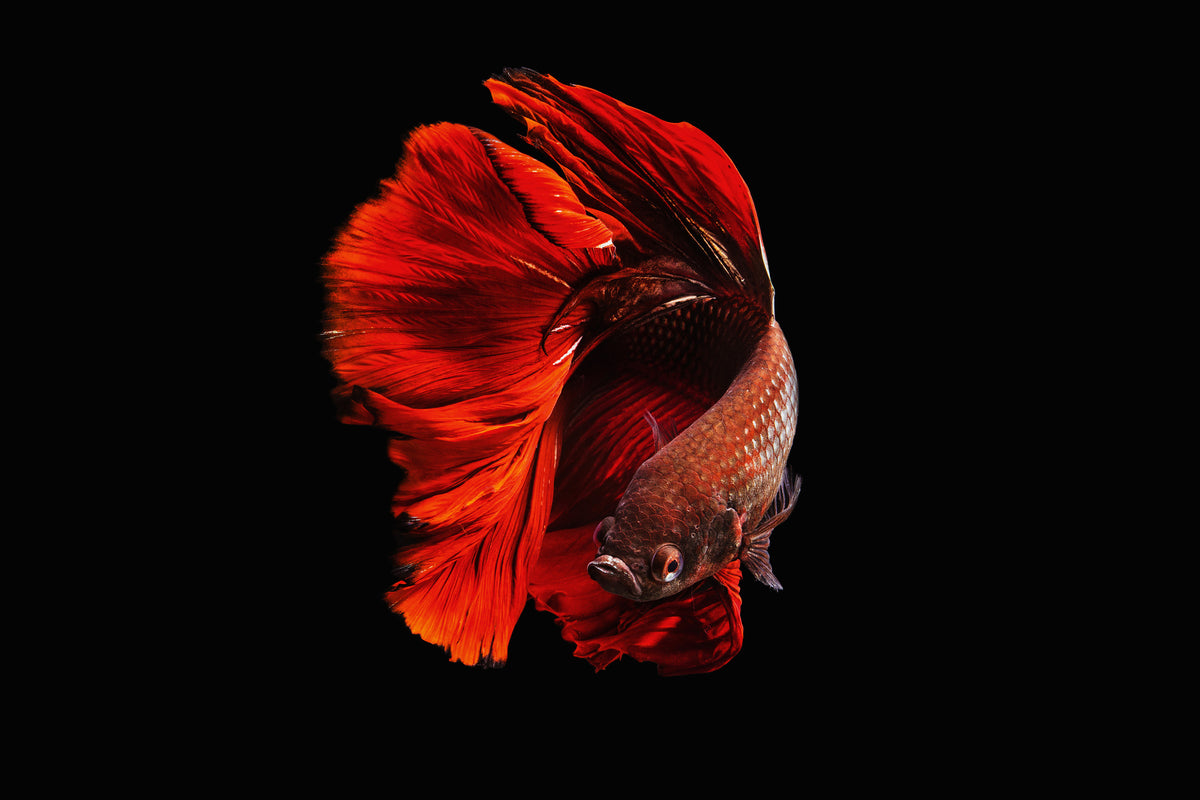 framedposter-print-the-red