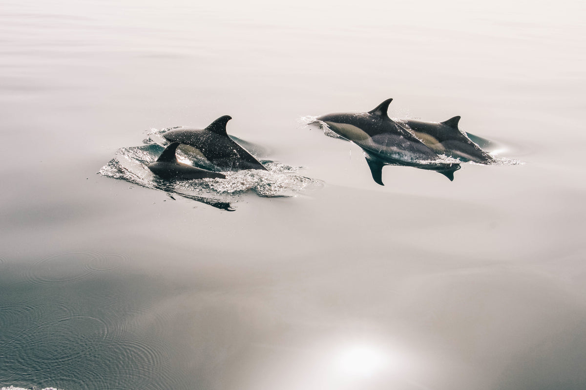 3-piece-acrylic-print-the-dolphins