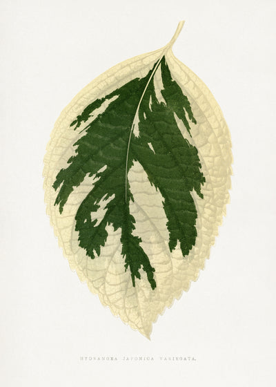 poster-print-hydrangea-japonica-variegata