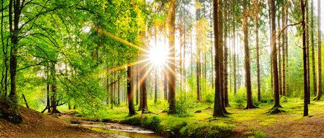 panoramic-poster-print-beautiful-forest-panorama-in-spring