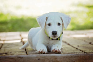 3-piece-acrylic-print-cute-dog-baby