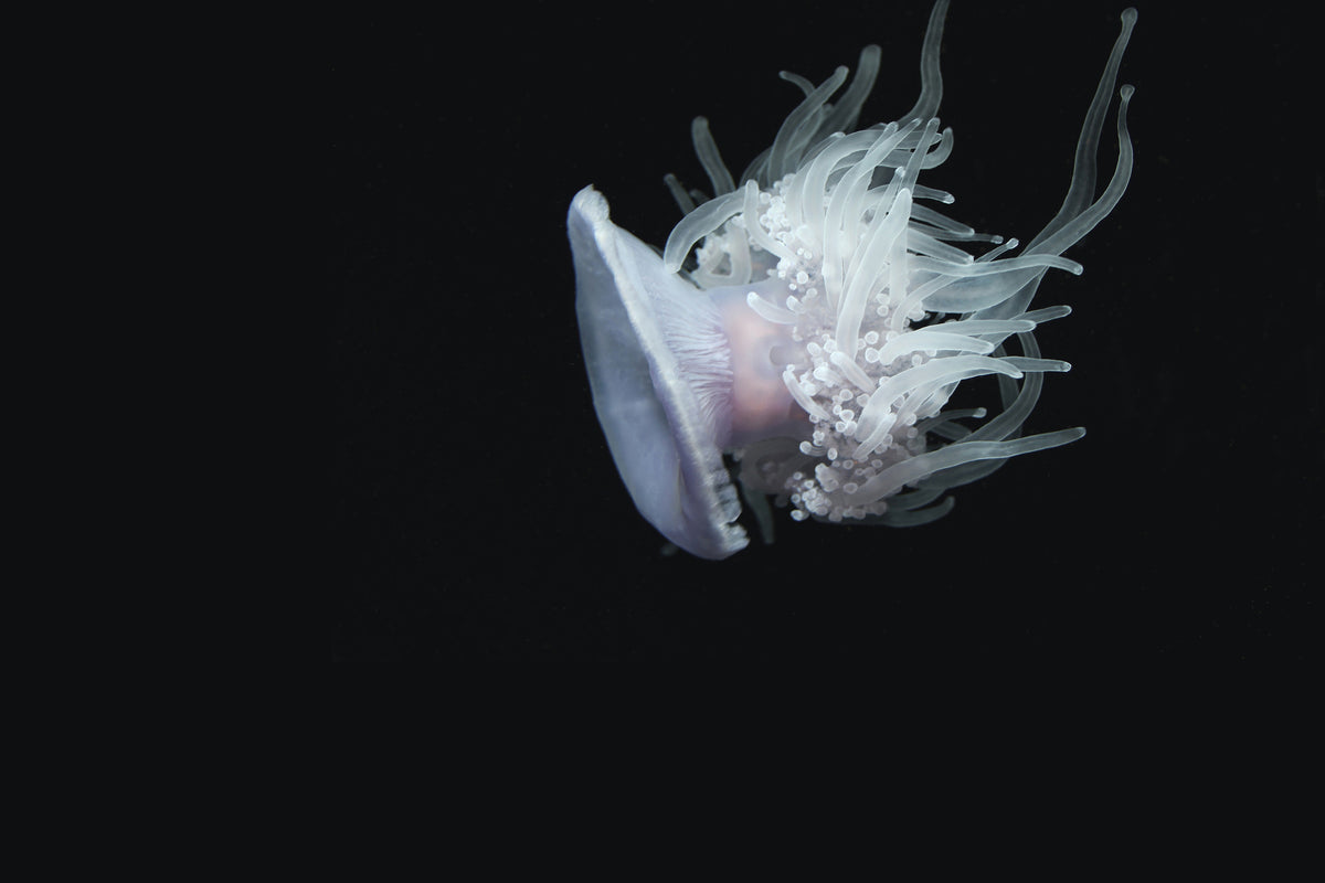 framedcanvas-print-fascinating-jellyfish-xl
