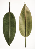 canvas-print-dual-leaf-elegance