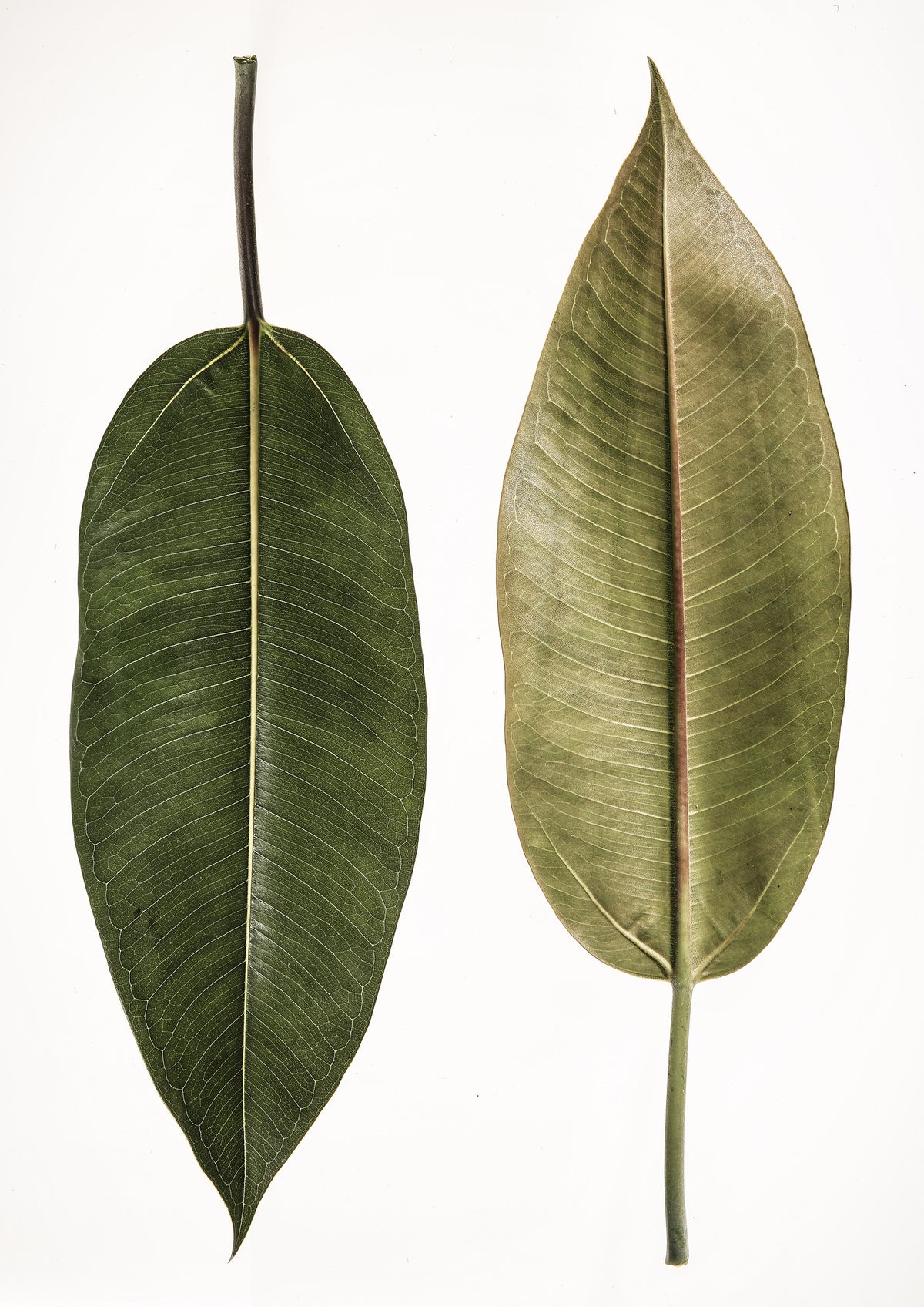 canvas-print-dual-leaf-elegance