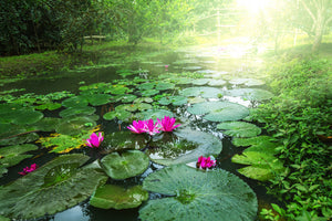 modern-3-piece-acrylic-print-garden-pond