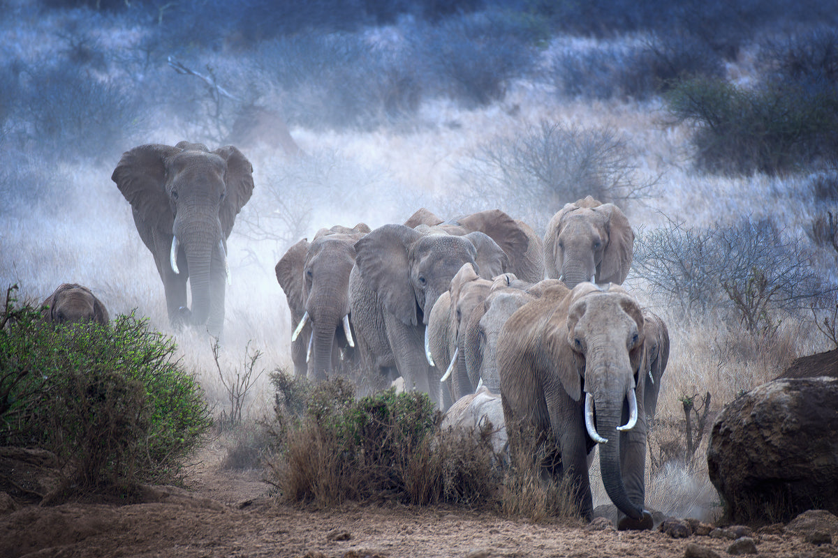 aluminium-print-elephants-of-amboseli-x