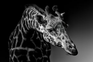 canvas-print-giraffe-x