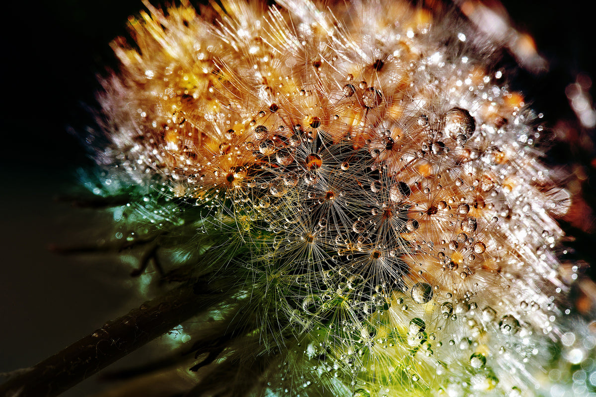 acrylic-print-dandelion-in-the-morning-dew