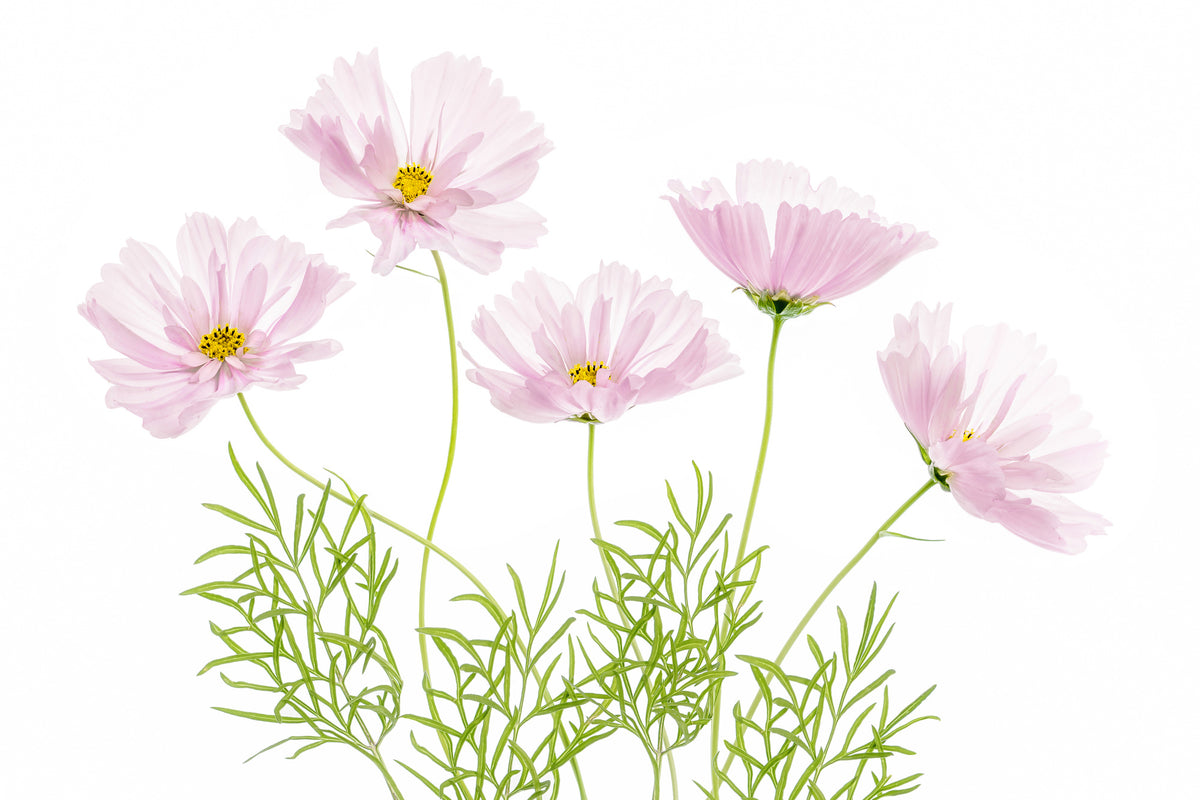 3-piece-aluminium-print-cosmos-cupcake