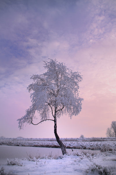 poster-print-a-winter-tree
