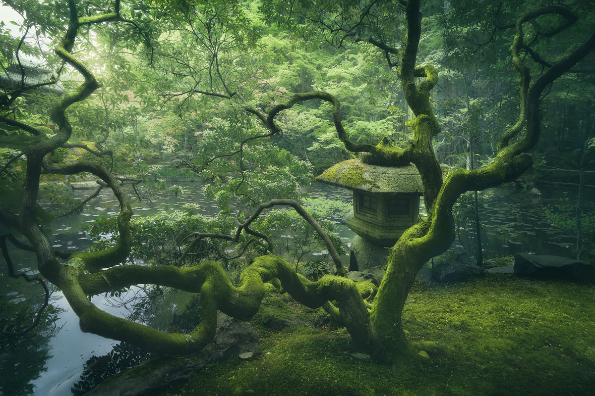 framedcanvas-print-japanese-tree-x