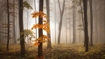 5-piece-aluminium-print-in-november-light
