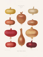 framedcanvas-print-onions-2-from-album-benary-1876-1886-by-ernst-benary