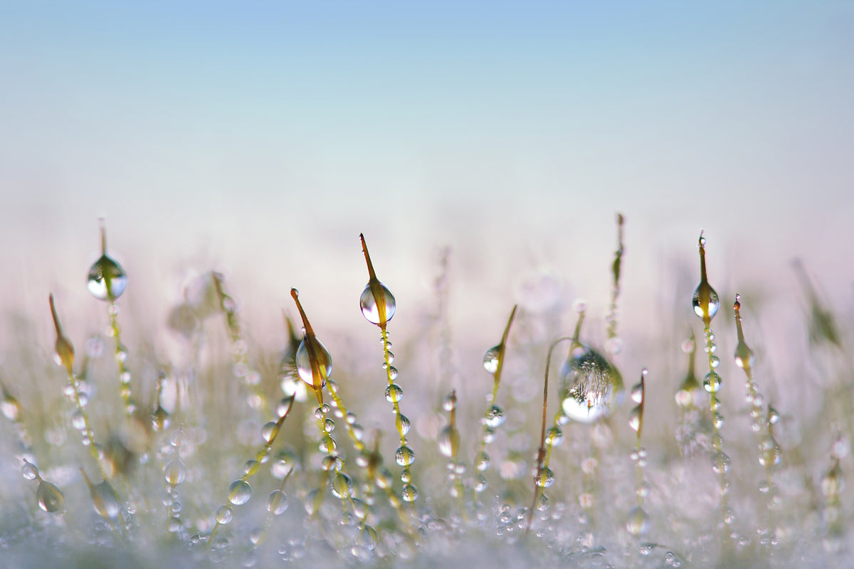 acrylic-print-the-dew-drops