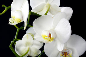 framedcanvas-print-orchid-close-up