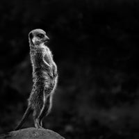 aluminium-print-the-meerkat