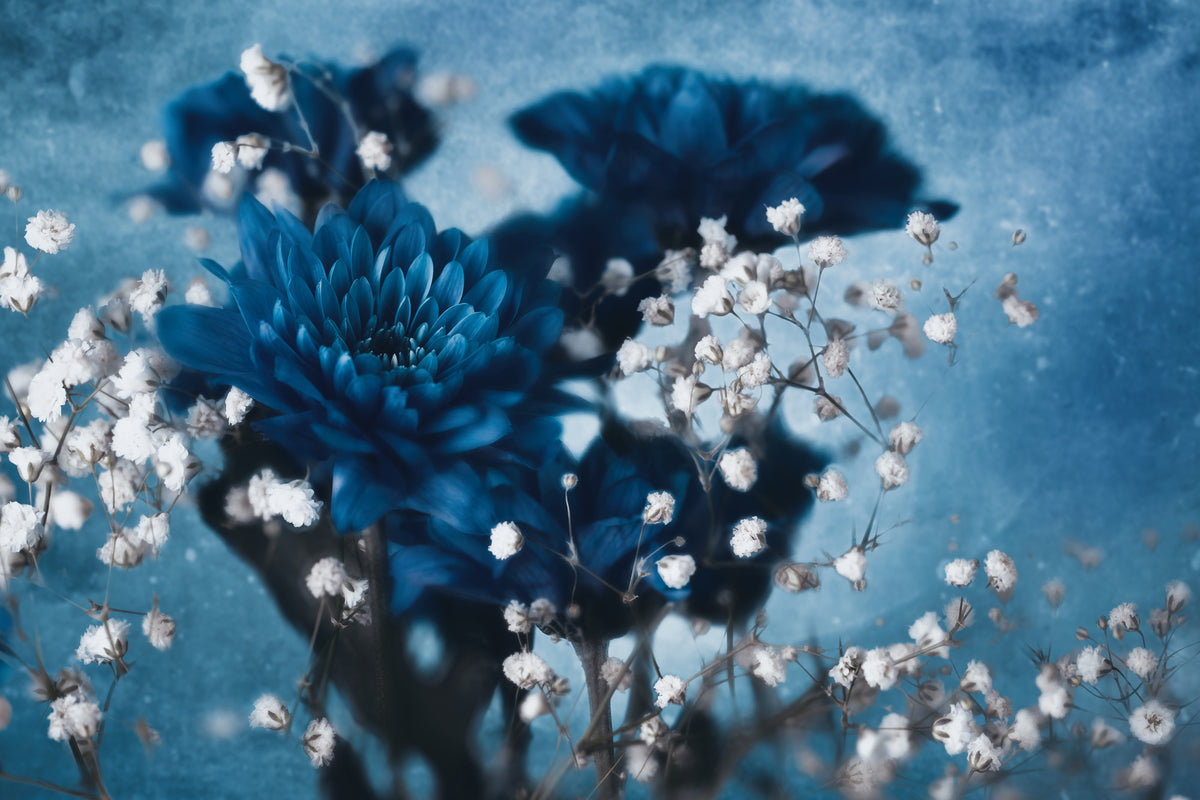 aluminium-print-dahlia-xjd
