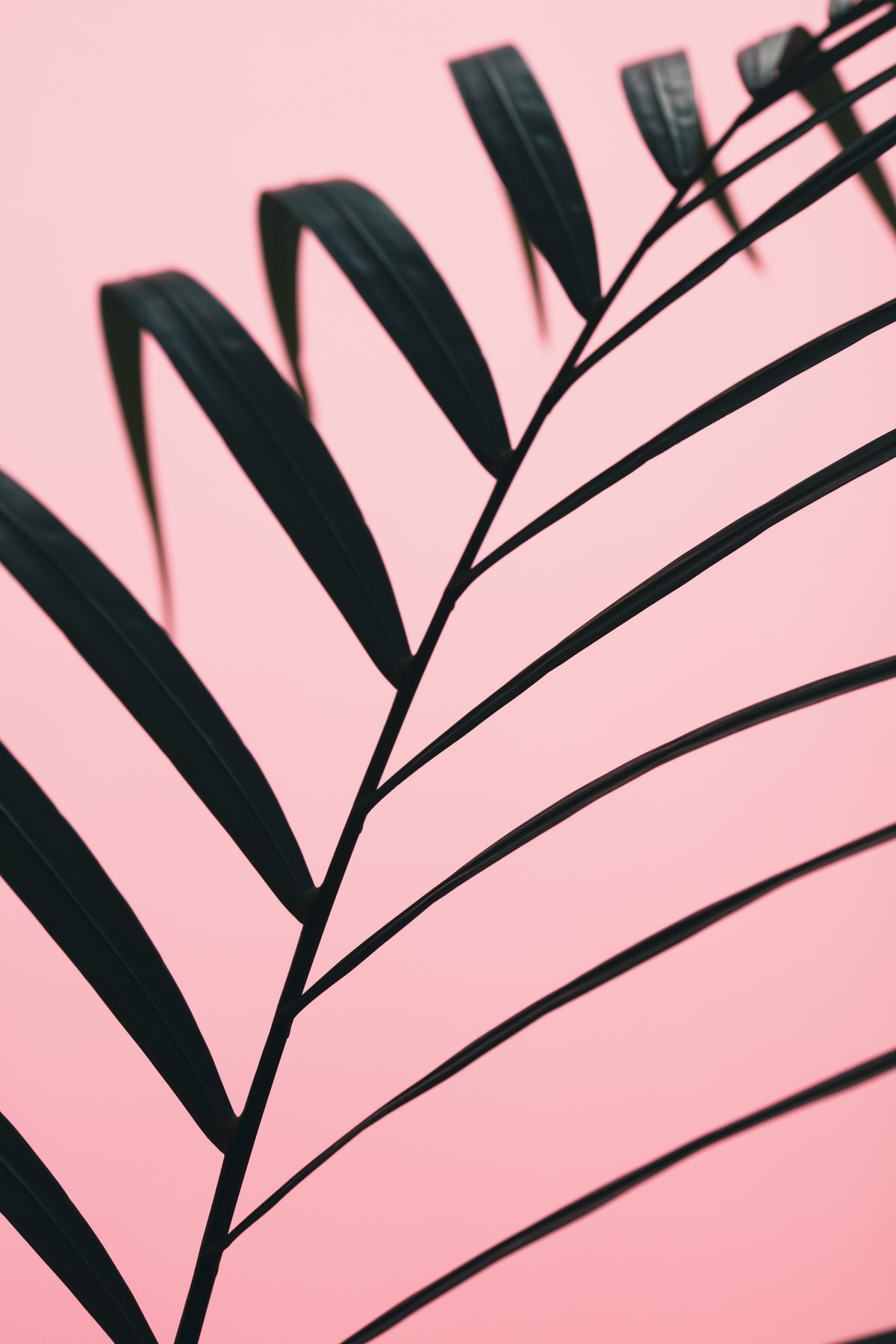 framedposter-print-graphic-palm-leaf-2