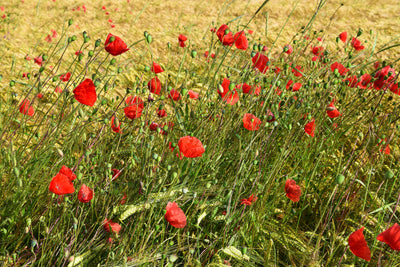poster-print-the-poppy-in-the-wind