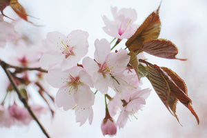 3-piece-canvas-print-lovely-japanese-cherry