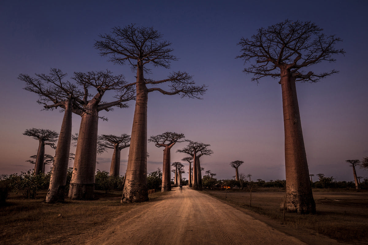 acrylic-print-allace-des-baobabs-x