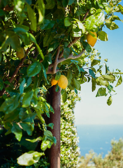 poster-print-amalfi-coast-lemons-ii-on-film