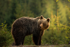 canvas-print-backlit-bear-x