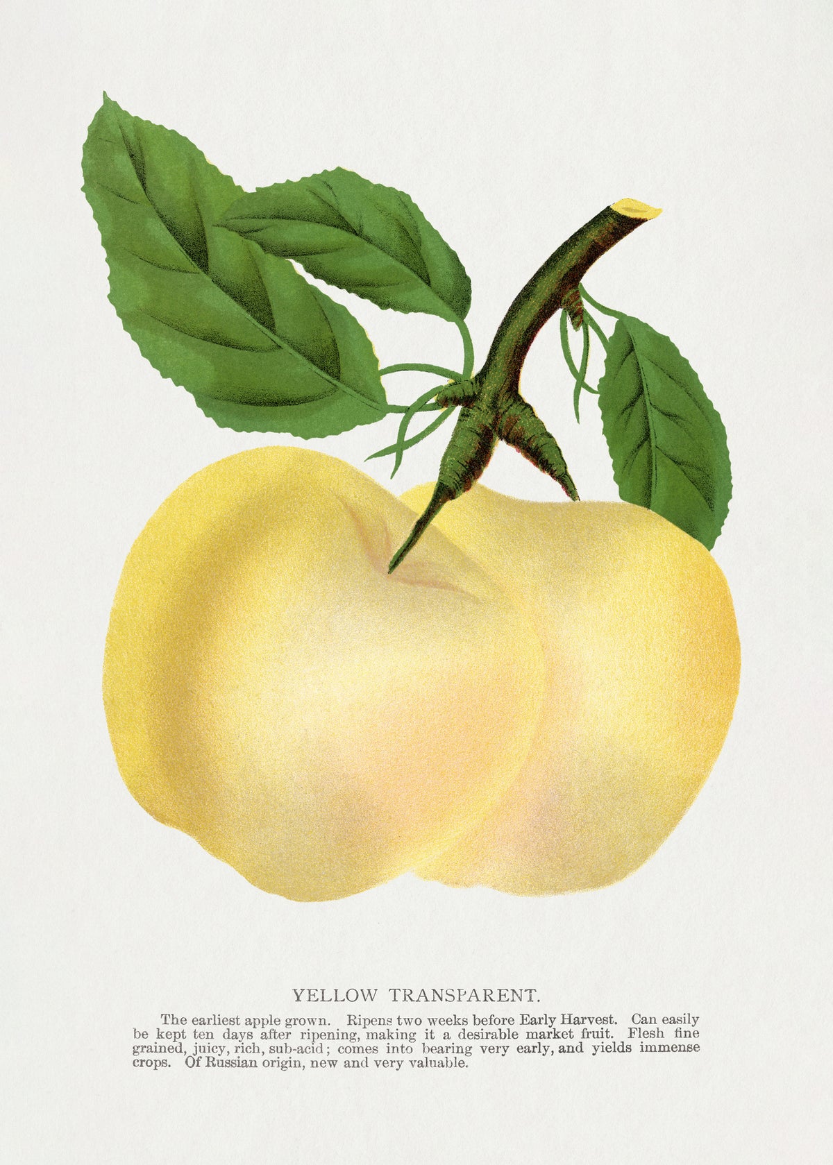 acrylic-print-yellow-transparent-apple-lithograph