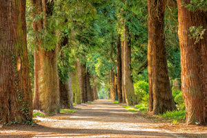 modern-3-piece-canvas-print-the-green-avenue