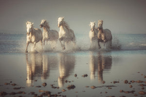 framedposter-print-camargue-horses-x