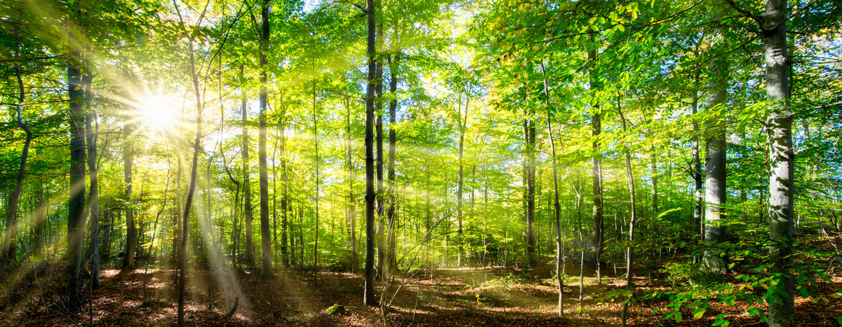 panoramic-poster-print-green-forest-in-spring-and-summer