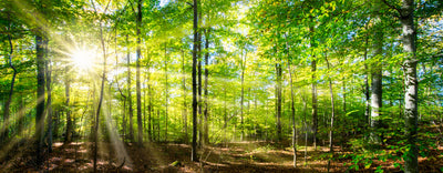 panoramic-poster-print-green-forest-in-spring-and-summer
