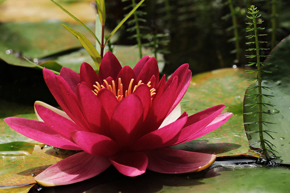 3-piece-canvas-print-water-lily-in-red