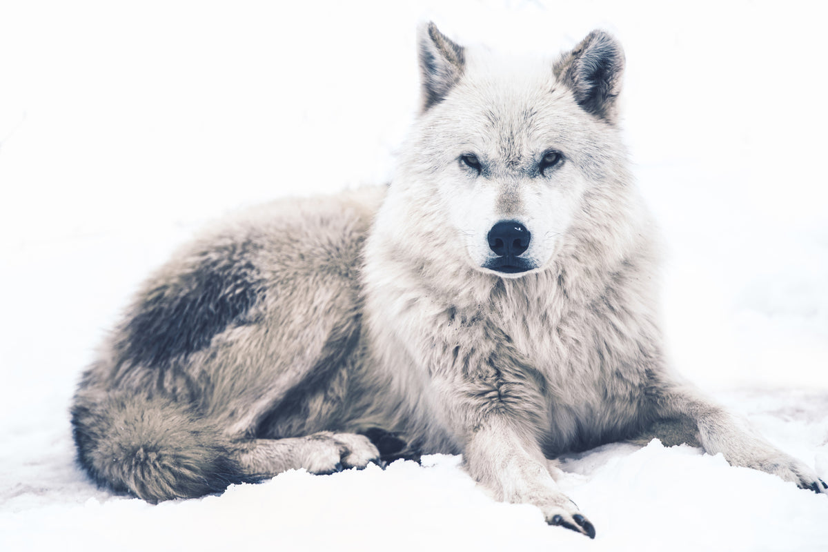 3-piece-acrylic-print-the-wolf