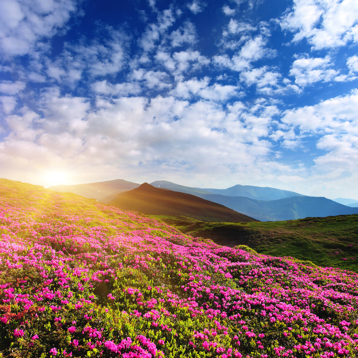 canvas-print-flowery-mountain-landscape
